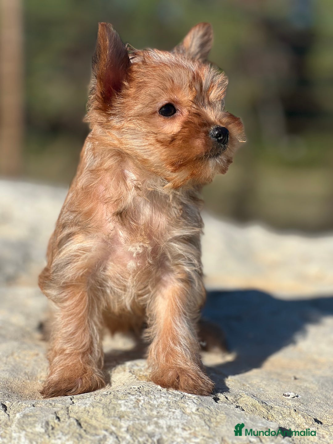 Yorkshire Terrier perros en venta: Yorki rubia minitoy  - Imagen 1