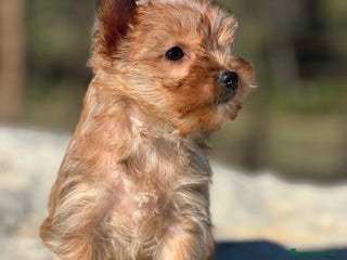 Yorkshire Terrier perros - Anuncio 7