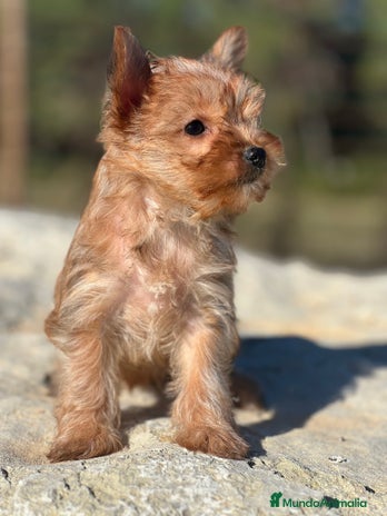 Yorkshire Terrier perros - Anuncio 3
