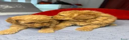 Caniche Toy perros en venta: Caniche toy  rojos y apricot - Anuncio 7
