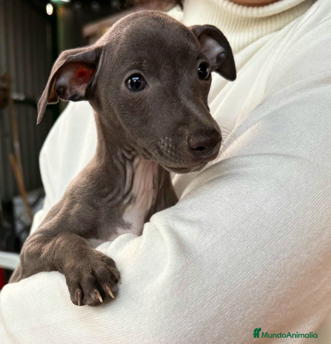 Pequeño Lebrel Italiano perros en venta: Pequeño Lebrel Italiano Piccolo - Anuncio 2