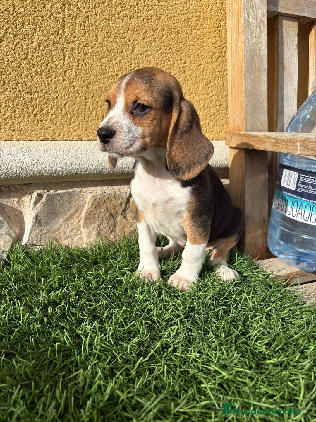 Beagle perros en venta: Preciosos cachorros de Beagle  - Anuncio 28