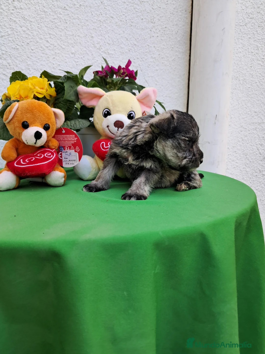 Schnauzer Mediano perros en venta: Camada schnaucer - Anuncio 4