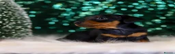 Pinscher Miniatura perros en venta: Pinscher miniatura puppy  en Ciudad Real - Anuncio 4