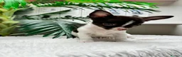 Chihuahua perros en venta: 🐾 CHIHUAHUA MACHO BICOLOR CHOCOLATE Y BLANCO 🐾 - Anuncio 12