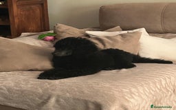 Caniche Gigante perros en venta: Caniche gigante hembra  - Imagen 3