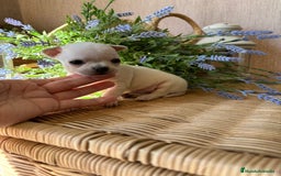 Chihuahua perros en venta: Chihuahua pelo corto macho disponible !! - Imagen 5