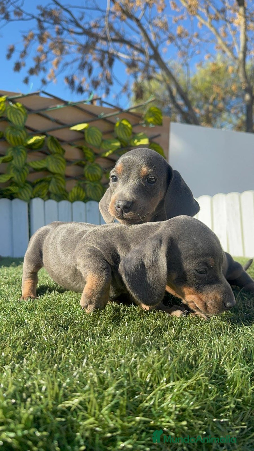 Teckel Miniatura perros en venta: TECKEL MINIATURA - Anuncio 5