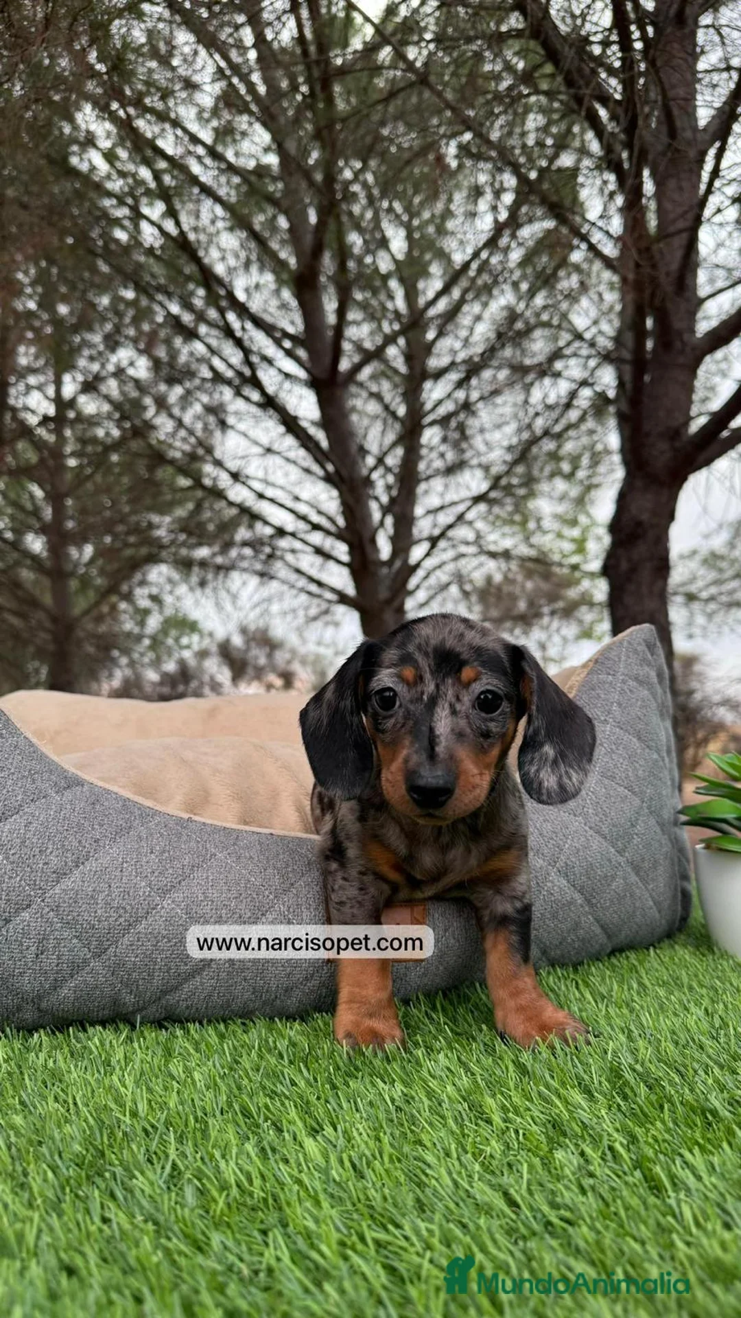 Teckel Miniatura perros en venta: TECKEL ARLEQUIN PLATA - Anuncio 1