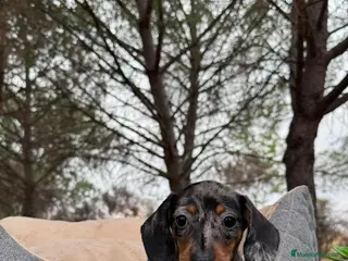 Teckel Miniatura perros TECKEL ARLEQUIN PLATA - Anuncio 12