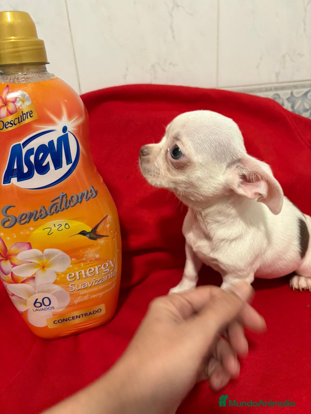 Chihuahua perros en venta: Chihuahua toy blanco - Anuncio 8