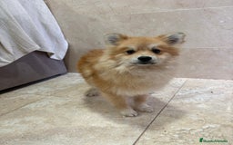 Pomerania perros en venta: OPORTUNIDAD Spitz pomerania  - Anuncio 4