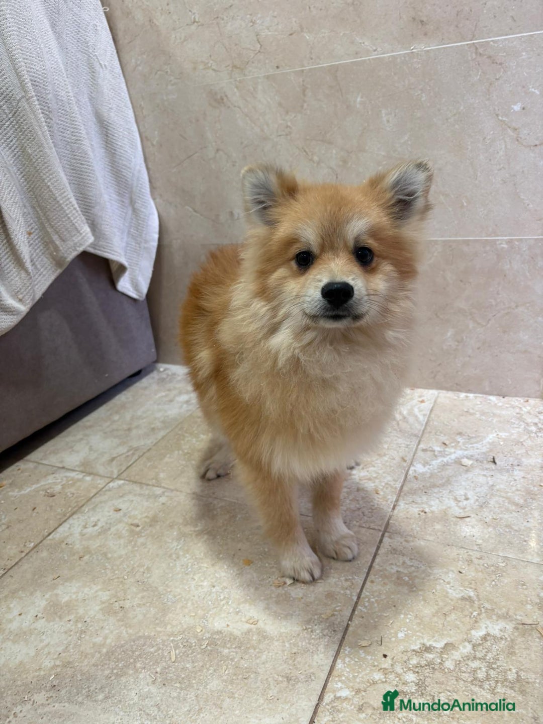 Pomerania perros en venta: OPORTUNIDAD Spitz pomerania  - Anuncio 4