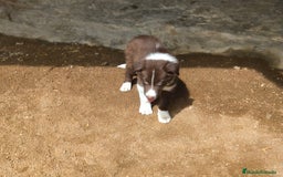 Border Collie perros en venta: Cachorros border collie chocolate - Imagen 4