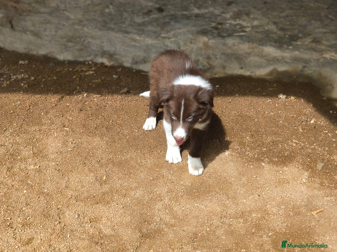 Border Collie perros en venta: Cachorros border collie chocolate - Imagen 4
