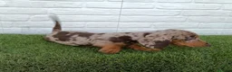 Teckel Miniatura perros en venta: Teckel miniatura arlequín chocolate  - Anuncio 3
