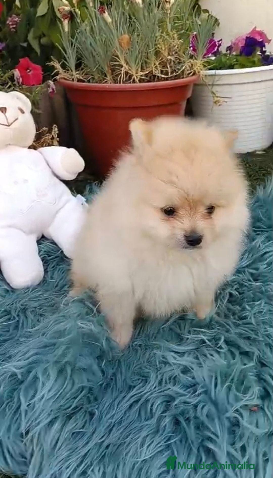Pomerania perros Impresionantes pomeranias - Anuncio 1