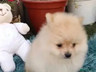 Pomerania perros Impresionantes pomeranias - Anuncio 1