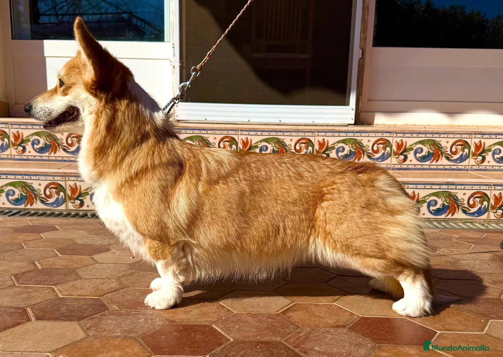Welsh Corgi Pembroke perros corgis pembroke valencia madrid barcelona - Anuncio 1