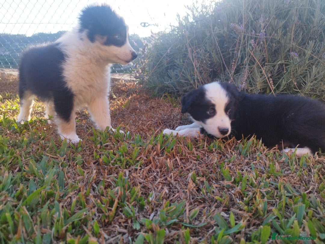 Border Collie perros en venta: Se vende border collie  - Imagen 9