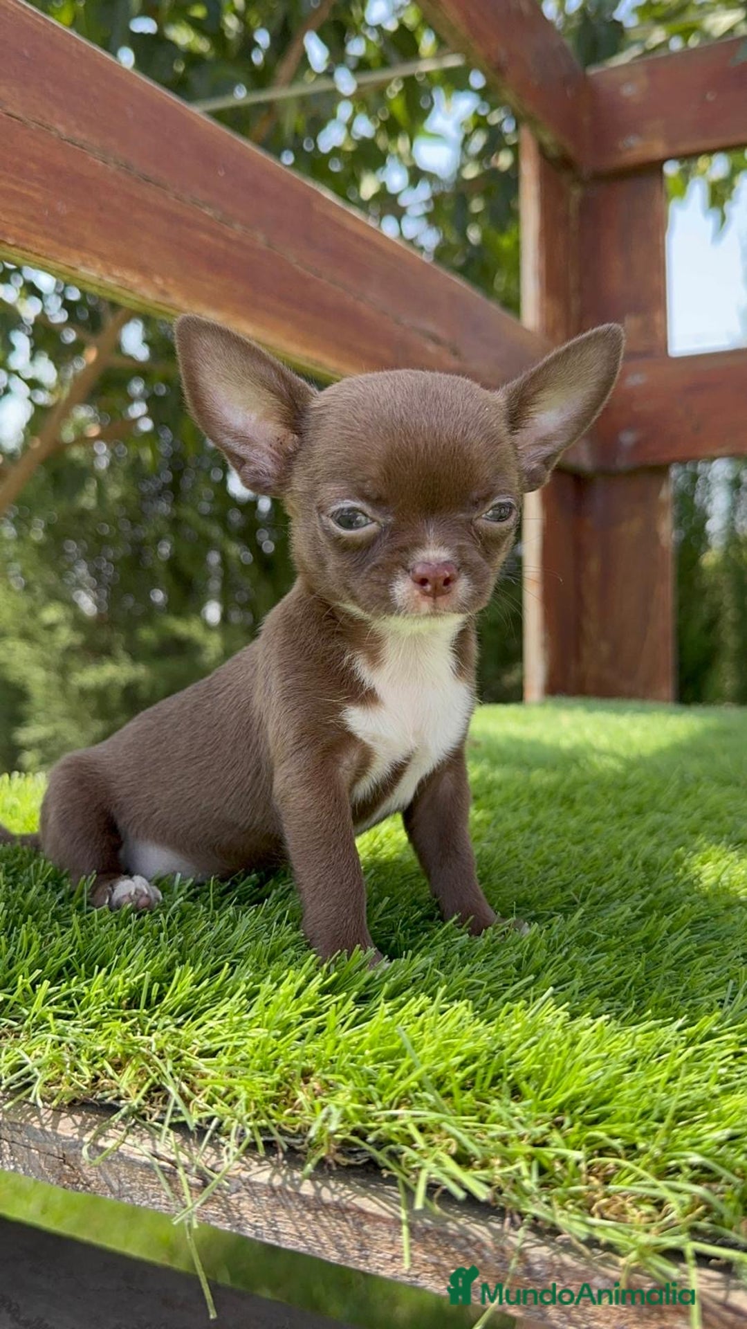 Chihuahua perros en venta: CHIHUAHUA HEMBRA - Imagen 8