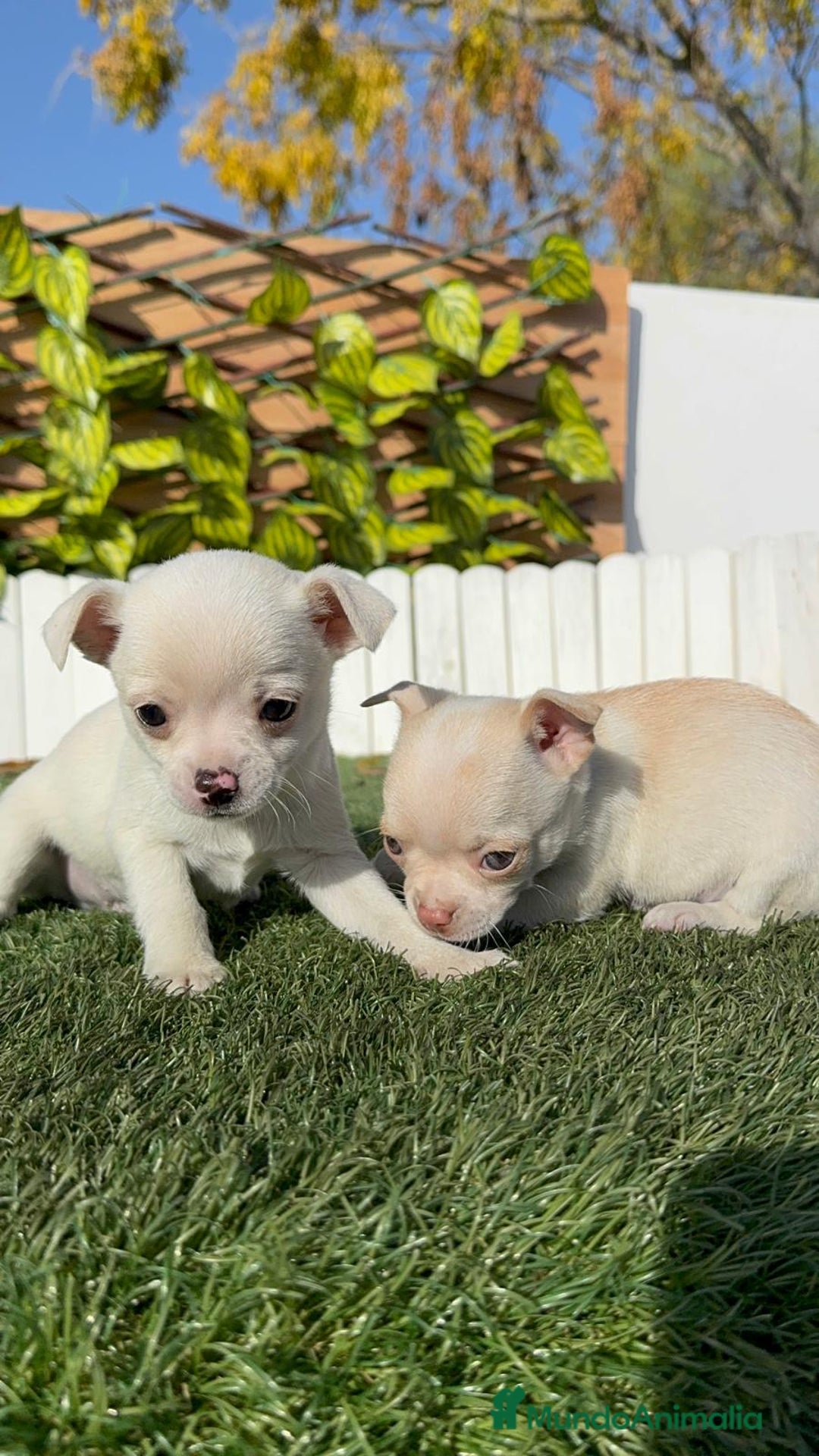 Chihuahua perros en venta: CHIHUAHUA MACHO - Anuncio 20