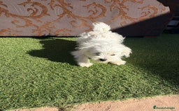 Raza Mixta perros en venta: Maltipom - Imagen 13