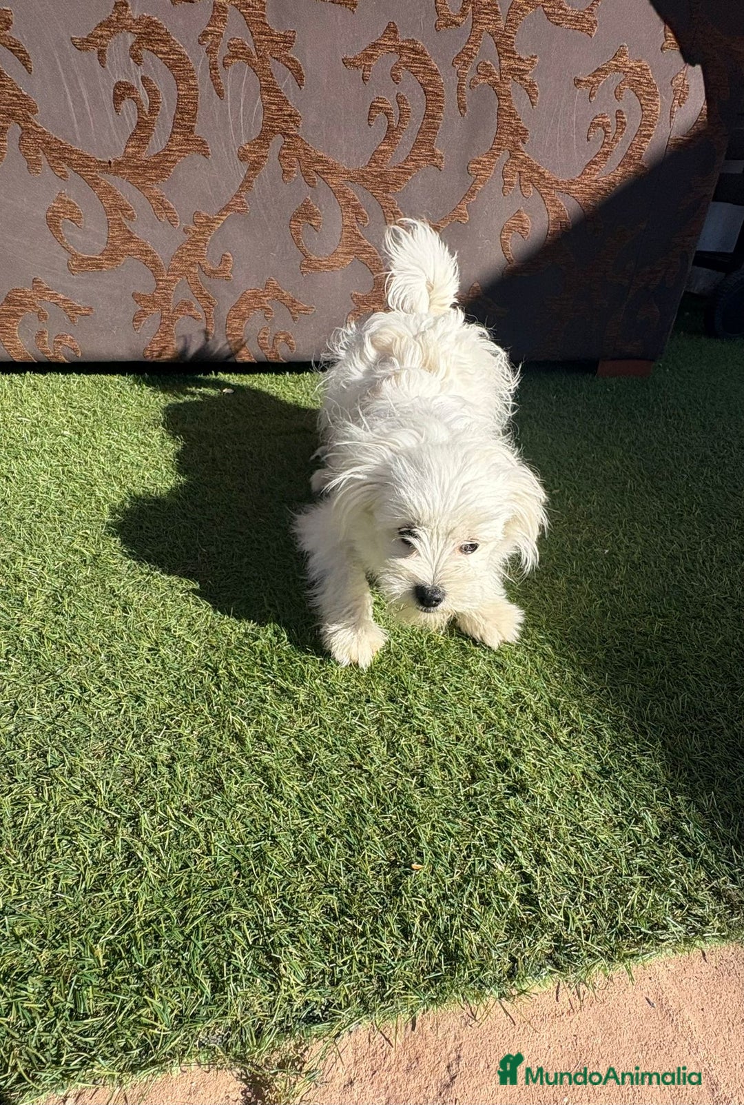Raza Mixta perros en venta: Maltipom - Imagen 13
