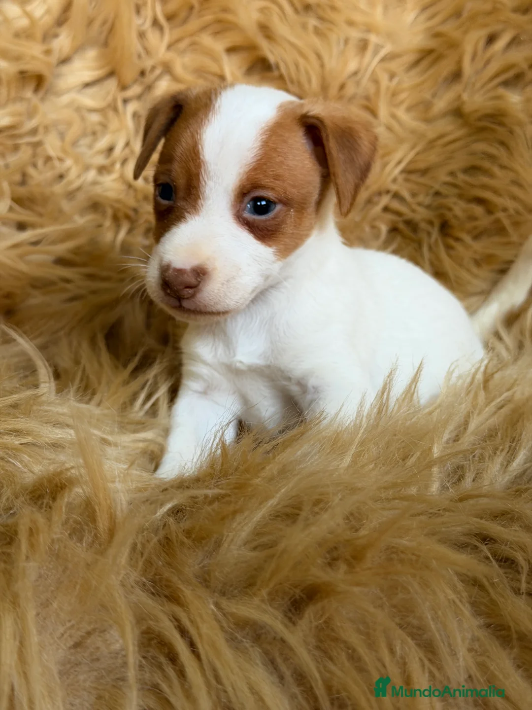 Jack Russell Terrier perros en venta: Jack Russell bicolor  - Anuncio 3