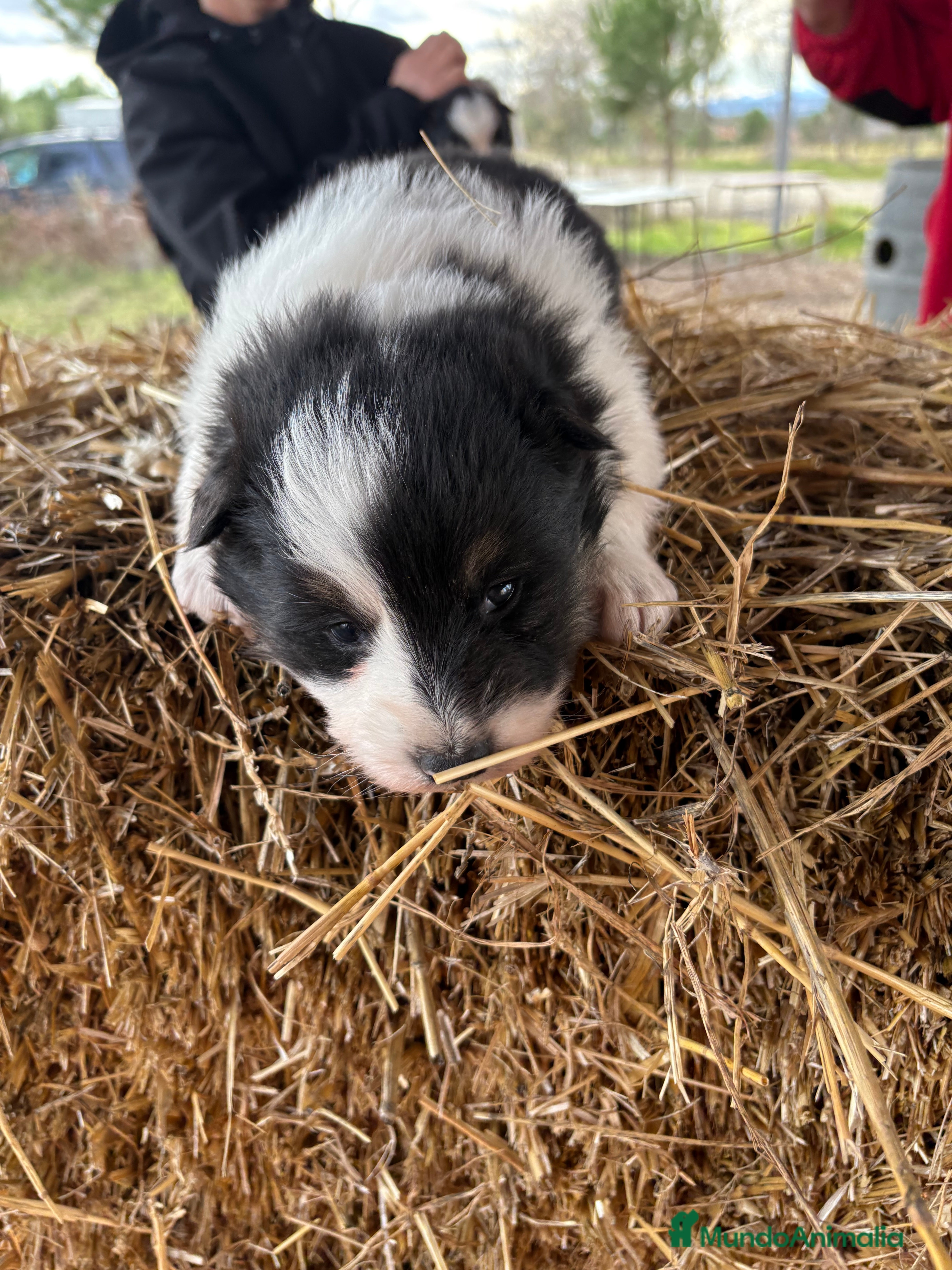 Border Collie perros Linda hembra de Border  collie  - Anuncio 1