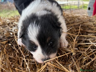 Border Collie perros Linda hembra de Border collie - Anuncio 1