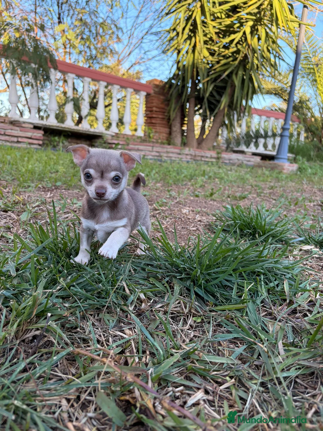Chihuahua perros en venta: Chihuahua  - Anuncio 2
