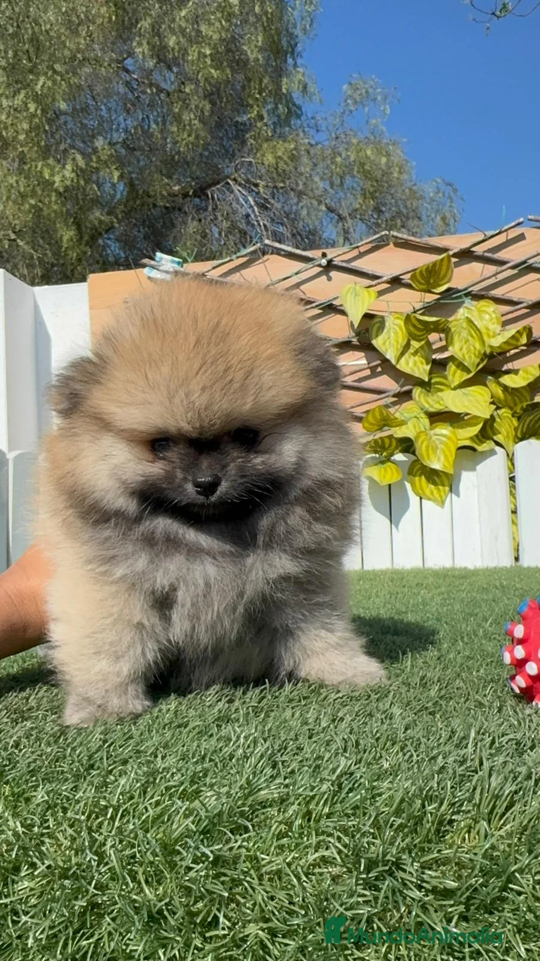 Pomerania perros en venta: POMERANIA - Anuncio 2