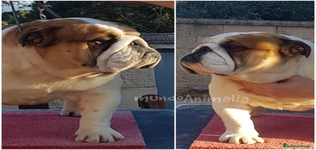 Imagen de galería {{count}}