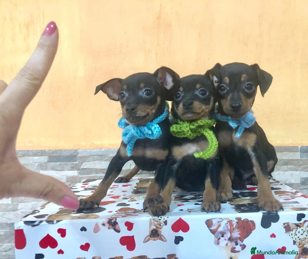 Ratón de Praga perros en venta: Raton de praga  - Anuncio 2