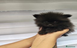 Pomerania perros en venta: Pomerania toy 💥💥2 machos 💥💥 - Imagen 5