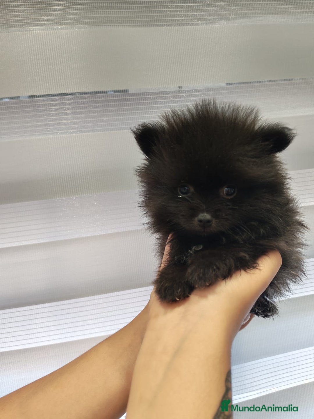 Pomerania perros en venta: Pomerania toy 💥💥2 machos 💥💥 - Imagen 5