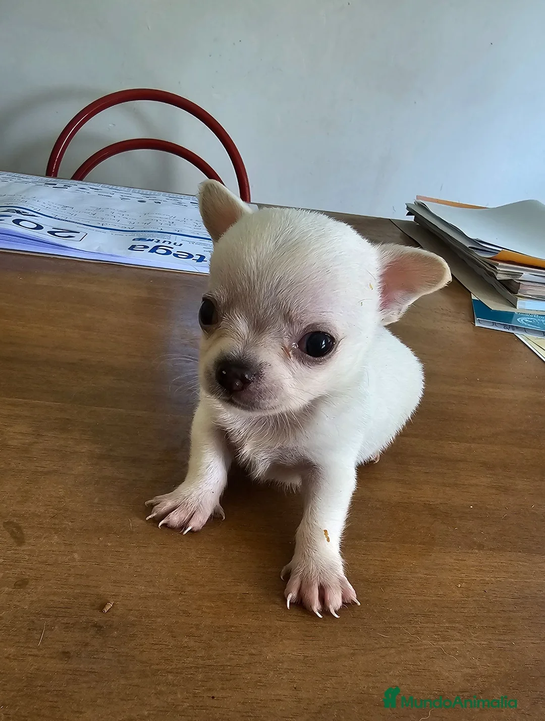 Chihuahua perros en venta: Chihuahuas mini toy  - Anuncio 2