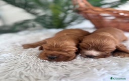 Cocker Spaniel Inglés perros en venta: COCKER SPANIEL INGLES - Anuncio 4