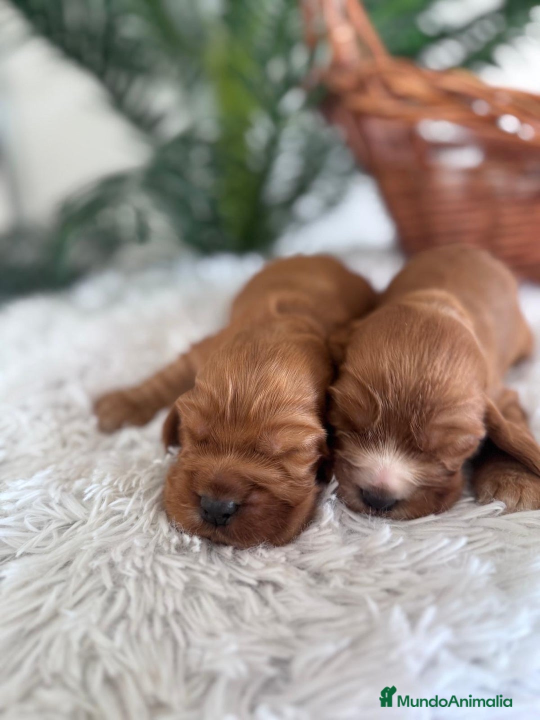Cocker Spaniel Inglés perros en venta: COCKER SPANIEL INGLES - Anuncio 4