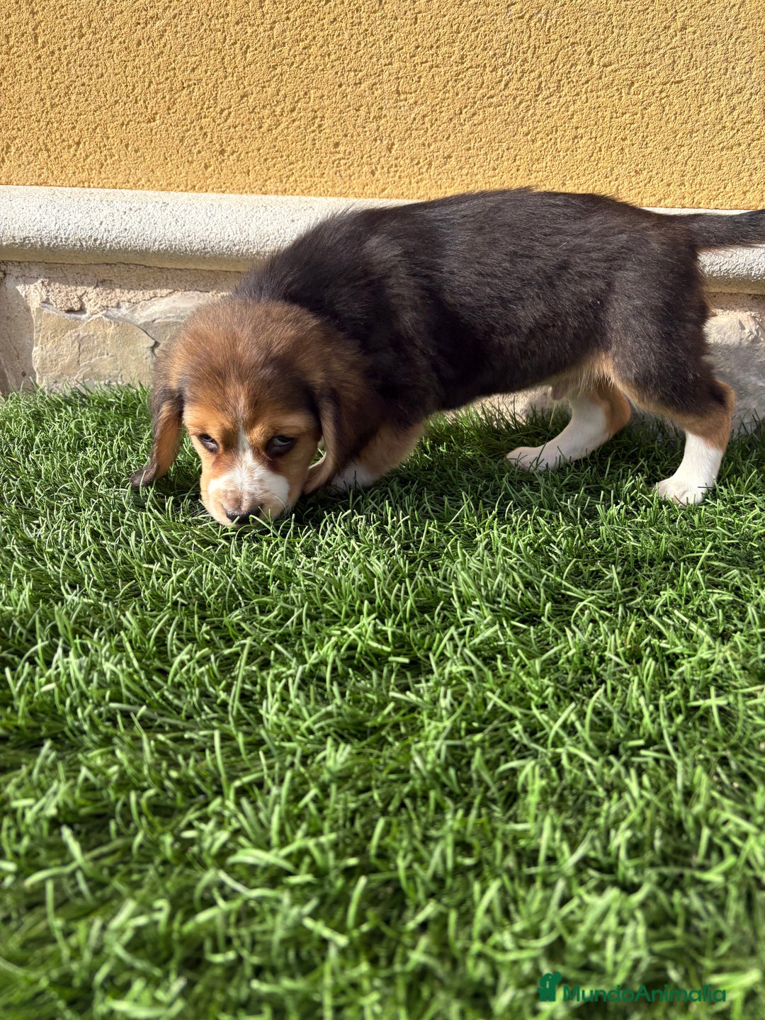 Beagle perros en venta: Espectacular cachorro de Beagle - Anuncio 32