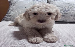 Perro de Agua Español perros en venta: Excelente camada de perro de Agua Español  - Imagen 4