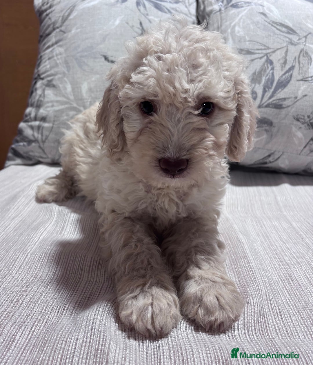 Perro de Agua Español perros en venta: Excelente camada de perro de Agua Español  - Imagen 4