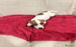 Jack Russell Terrier perros en venta: Ultimas hembras Jack Russell  - Anuncio 2
