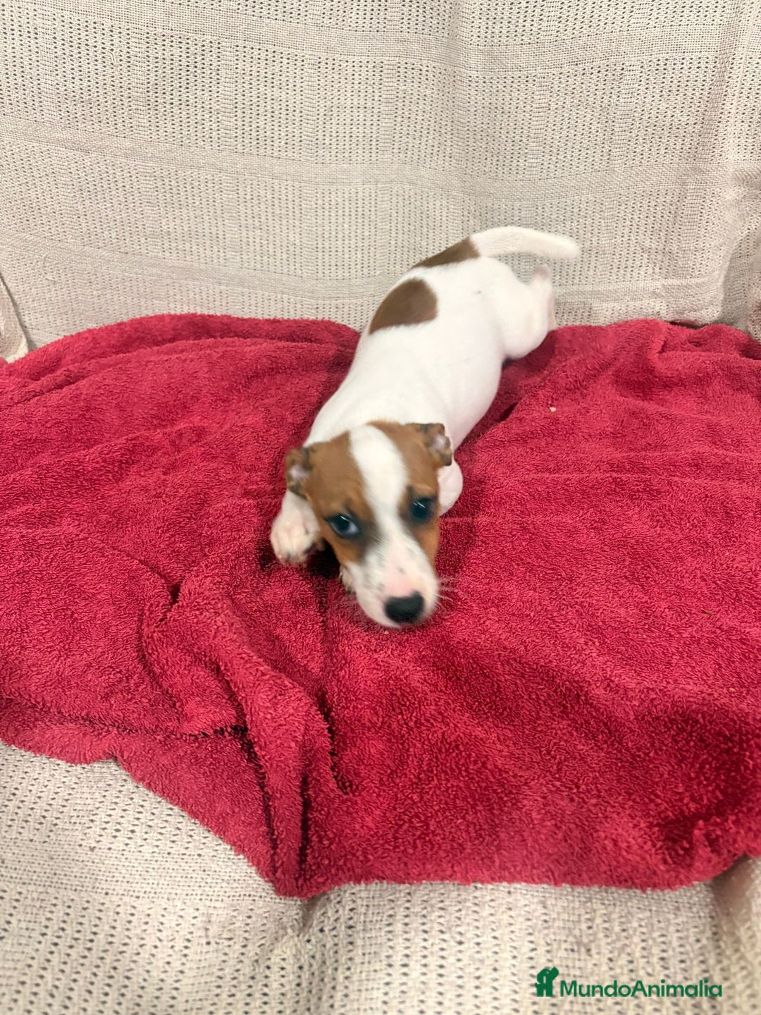 Jack Russell Terrier perros en venta: Ultimas hembras Jack Russell  - Anuncio 2