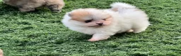 Pomerania perros en venta: Pomerania - Anuncio 2