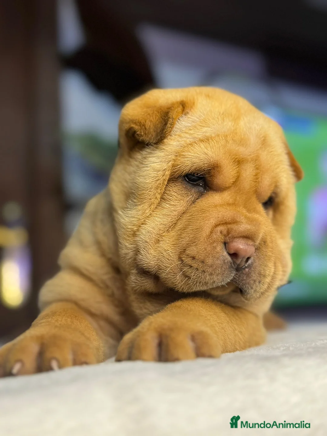 Shar Pei perros en venta: CACHORROS SHAR PEI en Málaga - Anuncio 4