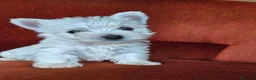 West Highland White Terrier perros en venta: Westy en Cataluña  - Anuncio 3