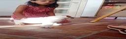 Bulldog Inglés perros en venta: Cachorro de Bulldog Inglés  - Anuncio 6