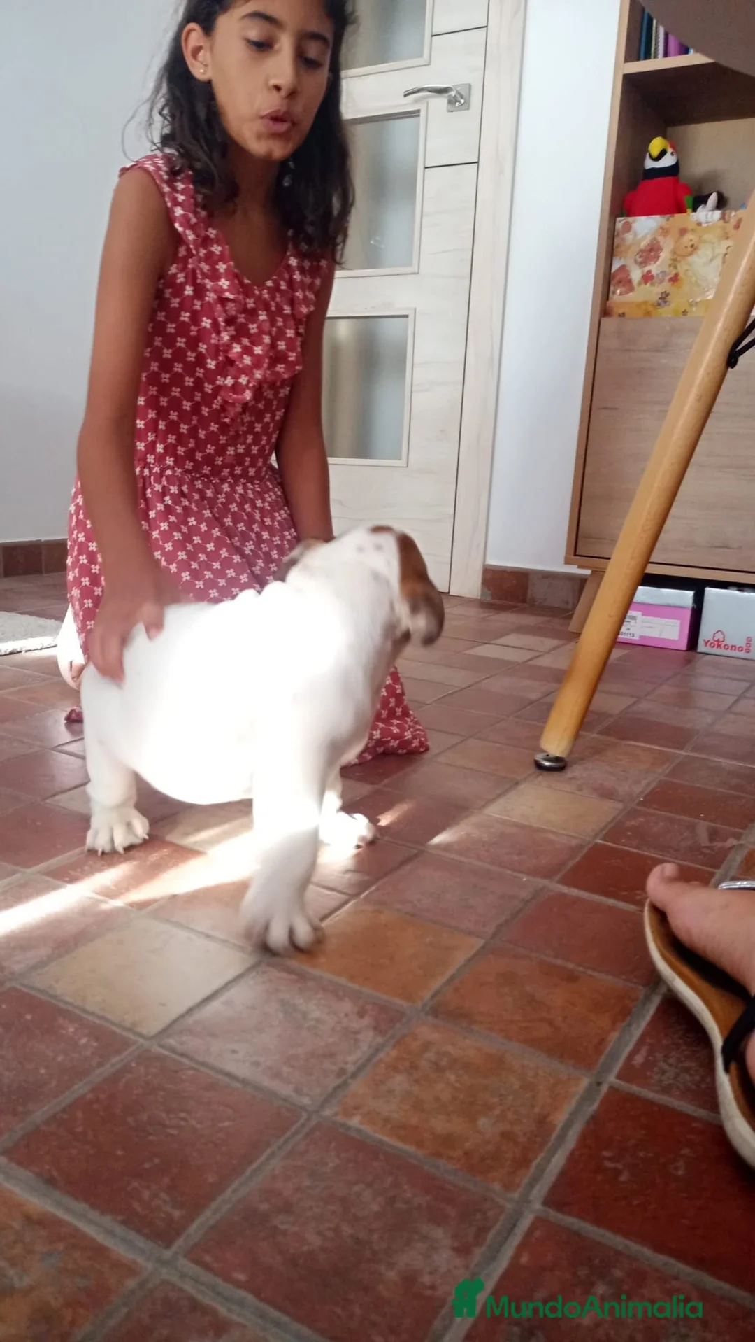 Bulldog Inglés perros en venta: Cachorro de Bulldog Inglés  - Anuncio 6
